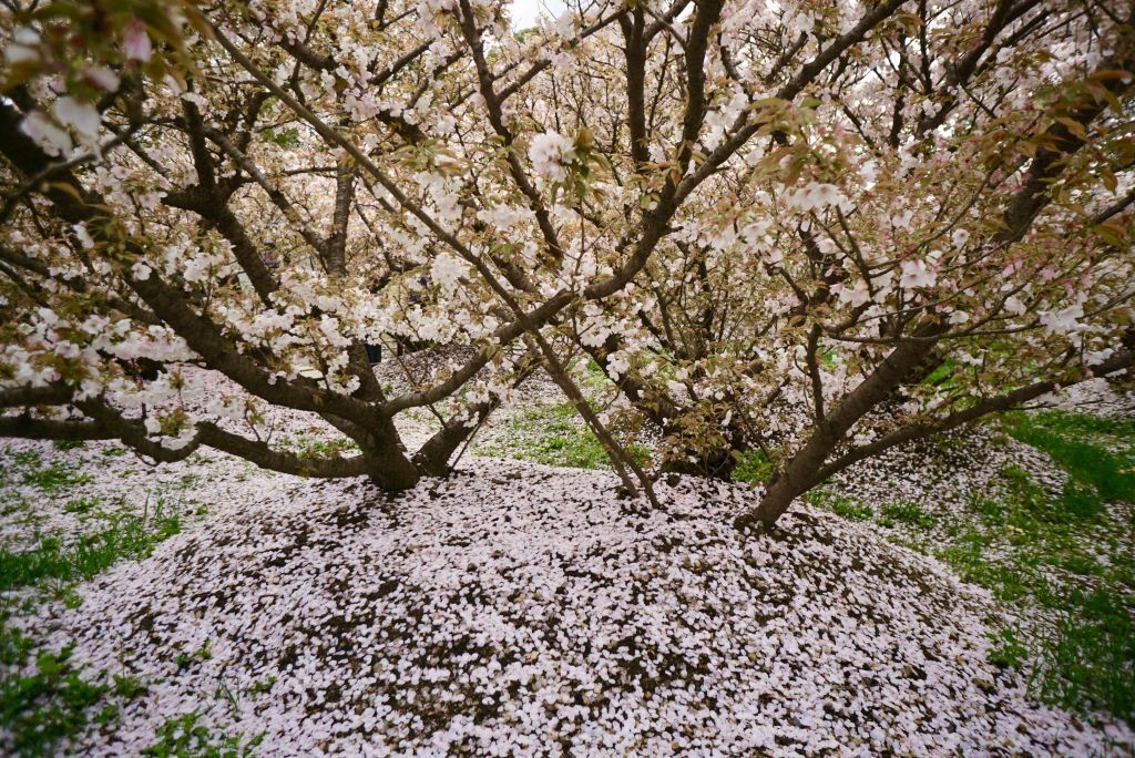 Japan’s Cherry Blossom Season event planning