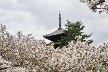 A pink cherry blossom pagoda takes inspiration from the delicate beaut