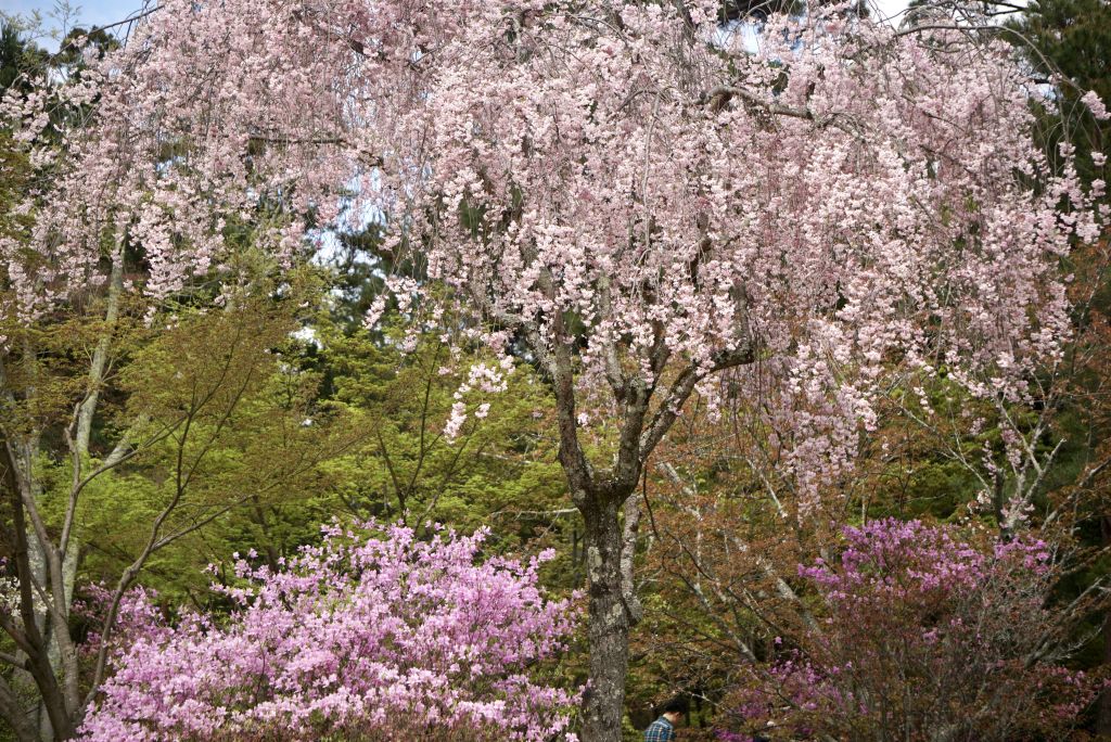 Japan’s Cherry Blossom Season event planning
