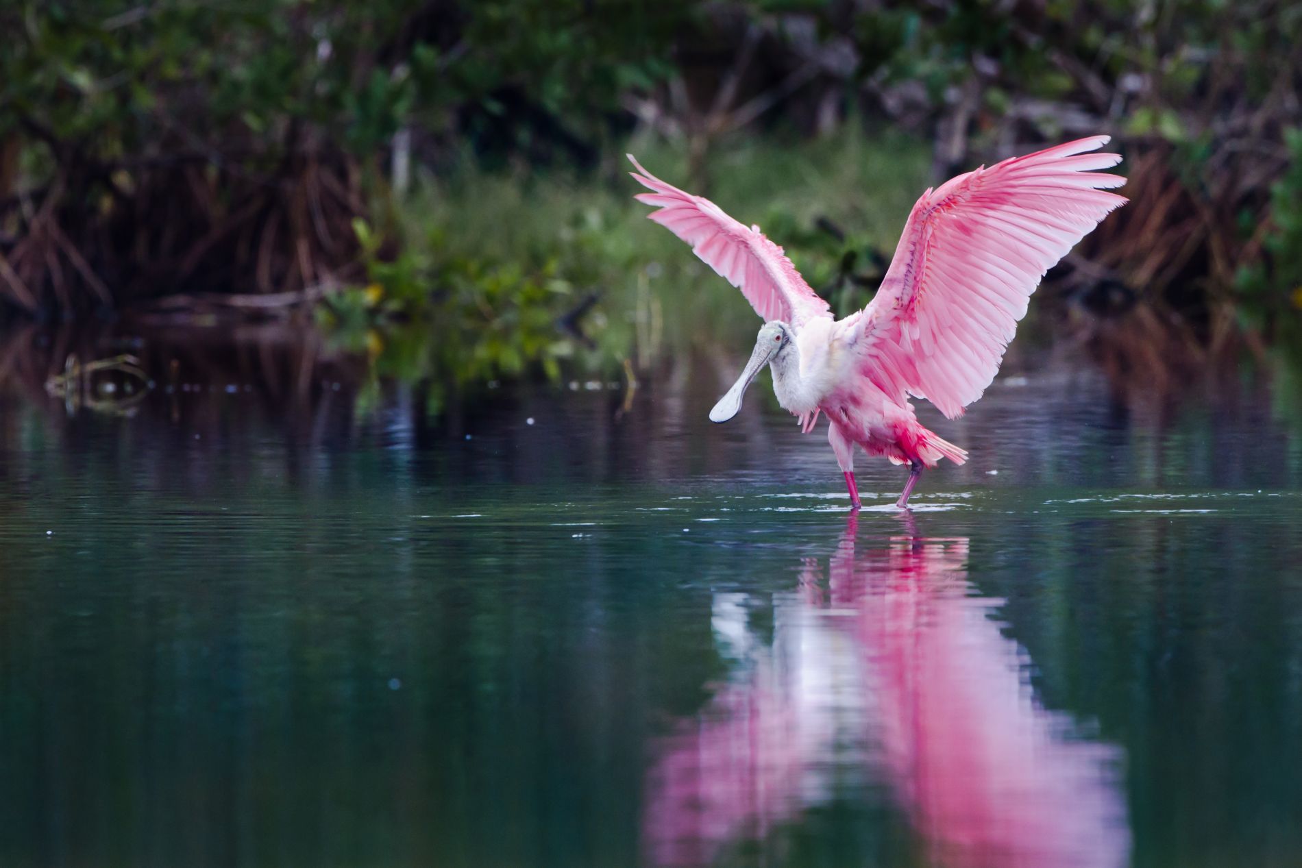 Florida Everglades